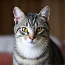 アメリカンショートヘアのミミちゃん